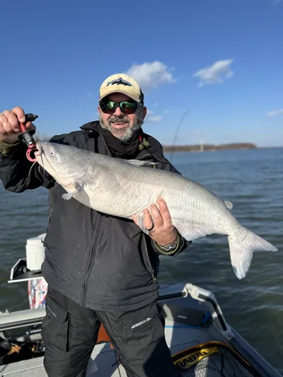 An angler holds up a large blue catfish on a boat.