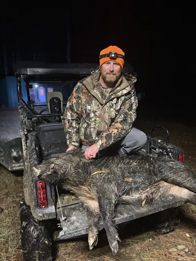 Hunters with a harvested hog in the bed of a utility vehicle at night.