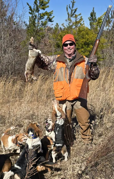 Beagles work through brush on a rabbit hunt.