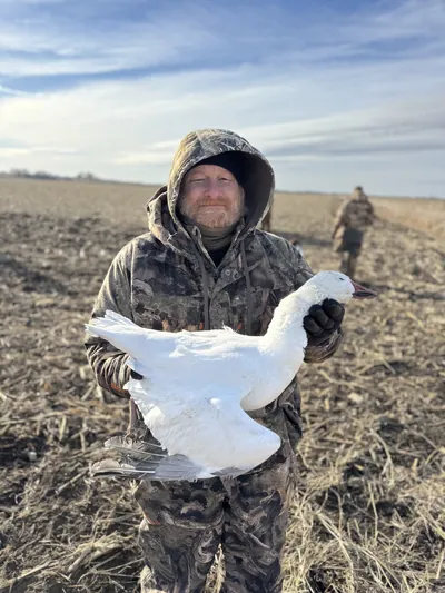 A hunter holds a snow goose in a field.