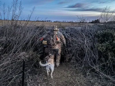 A hunter and his dog walk into a duck blind at dusk.