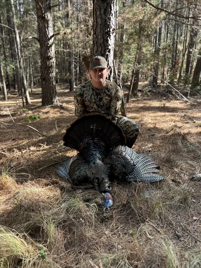 A hunter kneels behind a gobbler with its tail fanned among pine trees.