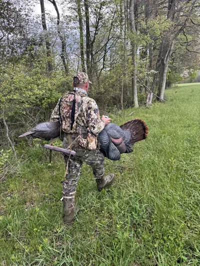 A hunter walks along the edge of the woods carrying two turkeys.