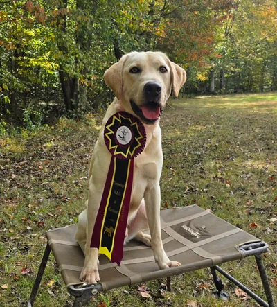 A yellow Labrador sits with a hunt test rosette.