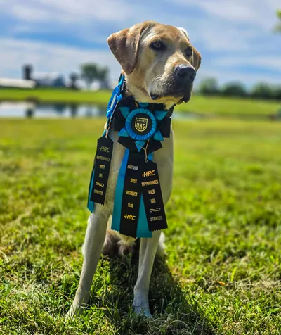 A yellow Labrador sits with hunt test ribbons.