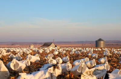 Snow goose decoys fill a field at sunrise, with a barn and grain bin behind.